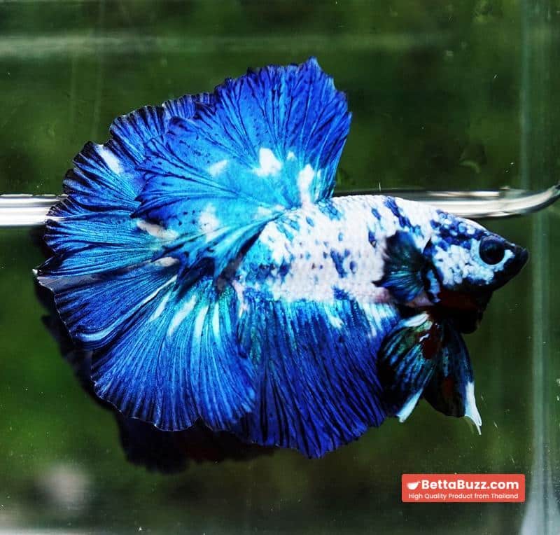 Betta fish Betta fish Prince of Blue Marble Series OHM - Image 5