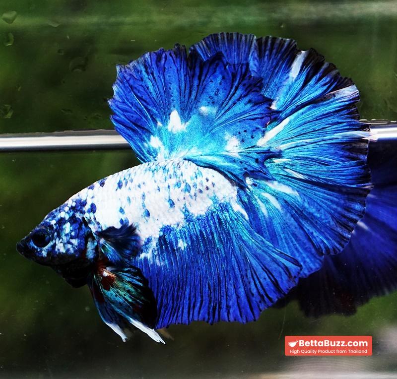 Betta fish Betta fish Prince of Blue Marble Series OHM - Image 4
