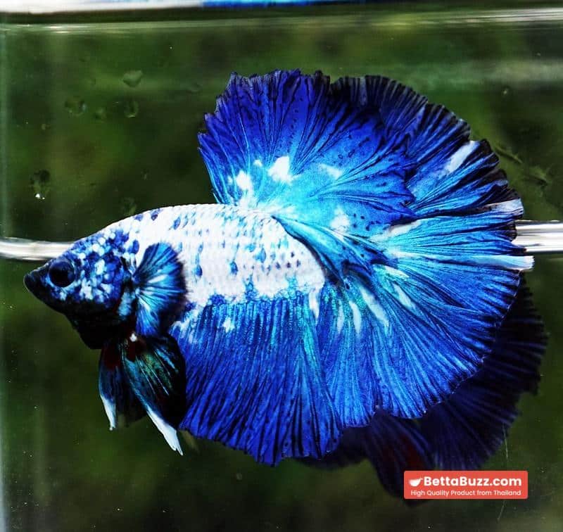 Betta fish Betta fish Prince of Blue Marble Series OHM - Image 6