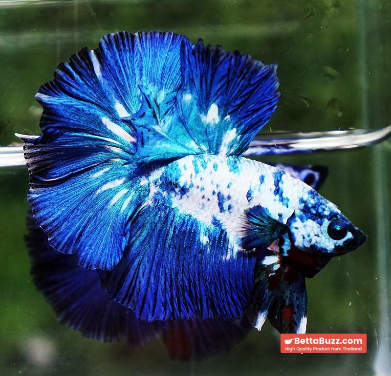 Betta fish Betta fish Prince of Blue Marble Series OHM - Image 3