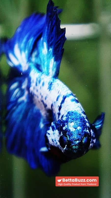 Betta fish Betta fish Prince of Blue Marble Series OHM - Image 7