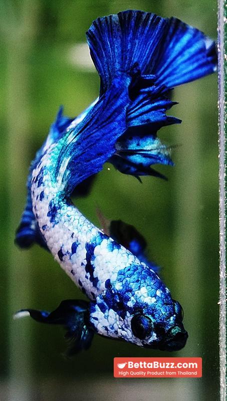 Betta fish Betta fish Prince of Blue Marble Series OHM - Image 8
