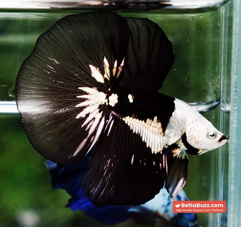 Betta fish Premium Helmet Shadow Black Black Star Samurai HM (Ultra Rare) - Image 4
