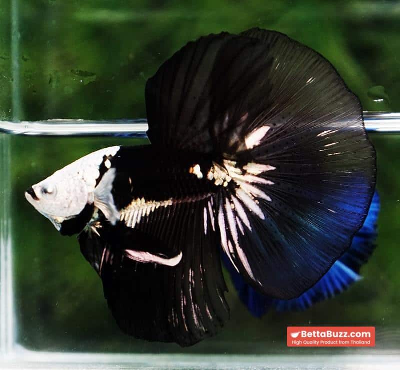 Betta fish Premium Helmet Shadow Black Black Star Samurai HM (Ultra Rare) - Image 3