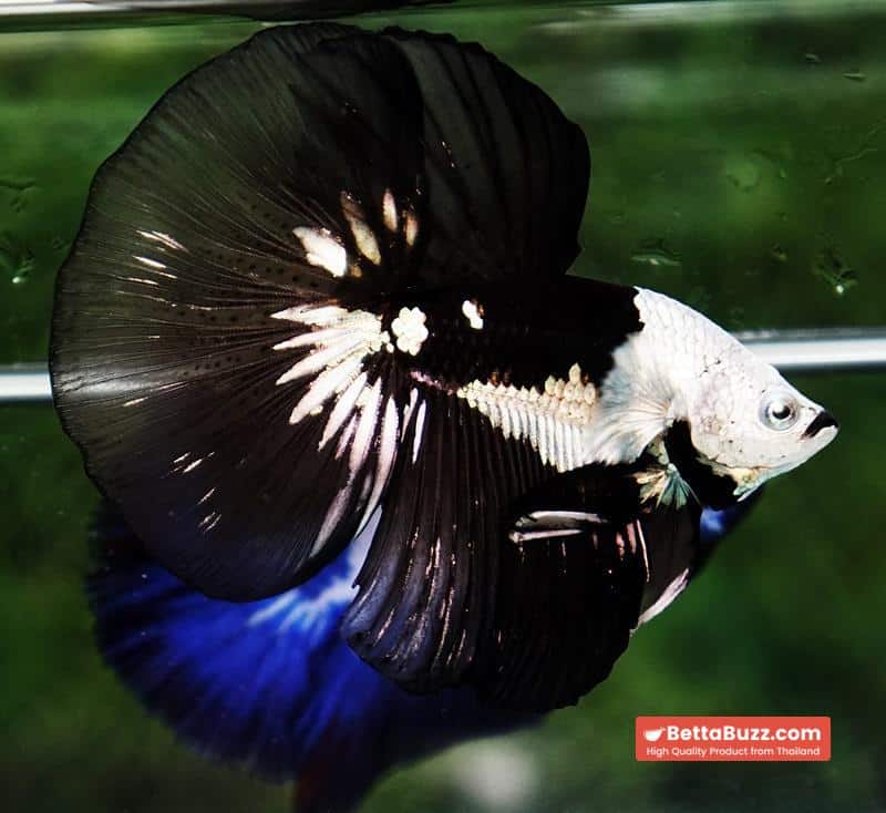 Betta fish Premium Helmet Shadow Black Black Star Samurai HM (Ultra Rare) - Image 6