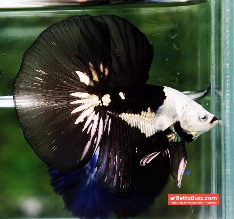 Betta fish Premium Helmet Shadow Black Black Star Samurai HM (Ultra Rare) - Image 2