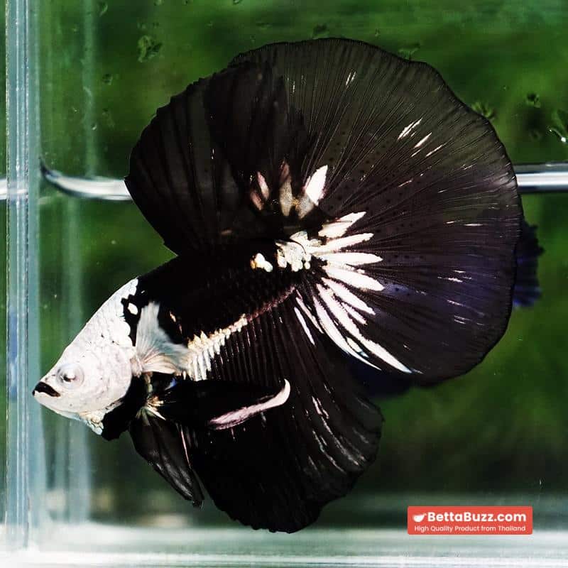 Betta fish Premium Helmet Shadow Black Black Star Samurai HM (Ultra Rare) - Image 5