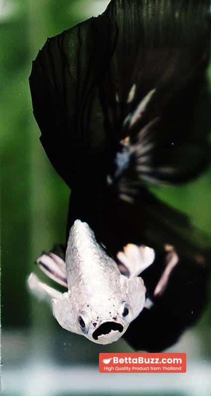 Betta fish Premium Helmet Shadow Black Black Star Samurai HM (Ultra Rare) - Image 7