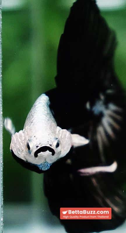 Betta fish Premium Helmet Shadow Black Black Star Samurai HM (Ultra Rare) - Image 8