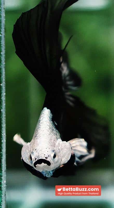 Betta fish Premium Helmet Shadow Black Black Star Samurai HM (Ultra Rare) - Image 9