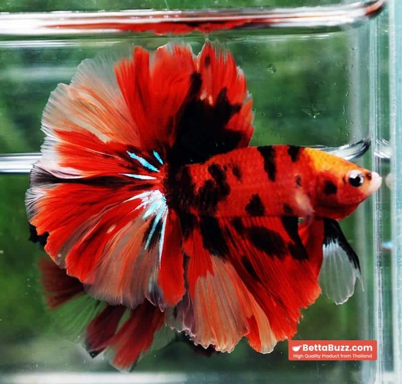 Betta fish Red Tiger Nemo Koi OHM - Image 4