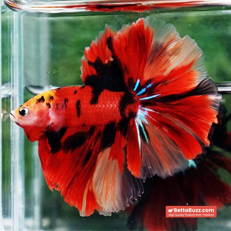 Betta fish Red Tiger Nemo Koi OHM - Image 5
