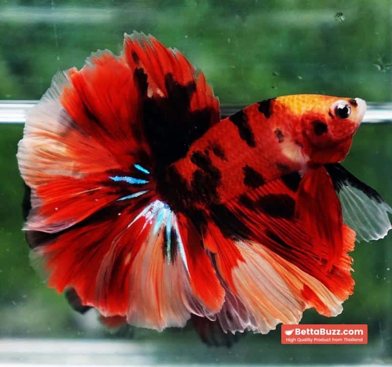 Betta fish Red Tiger Nemo Koi OHM - Image 2