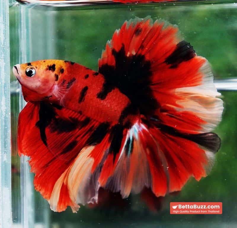 Betta fish Red Tiger Nemo Koi OHM - Image 6