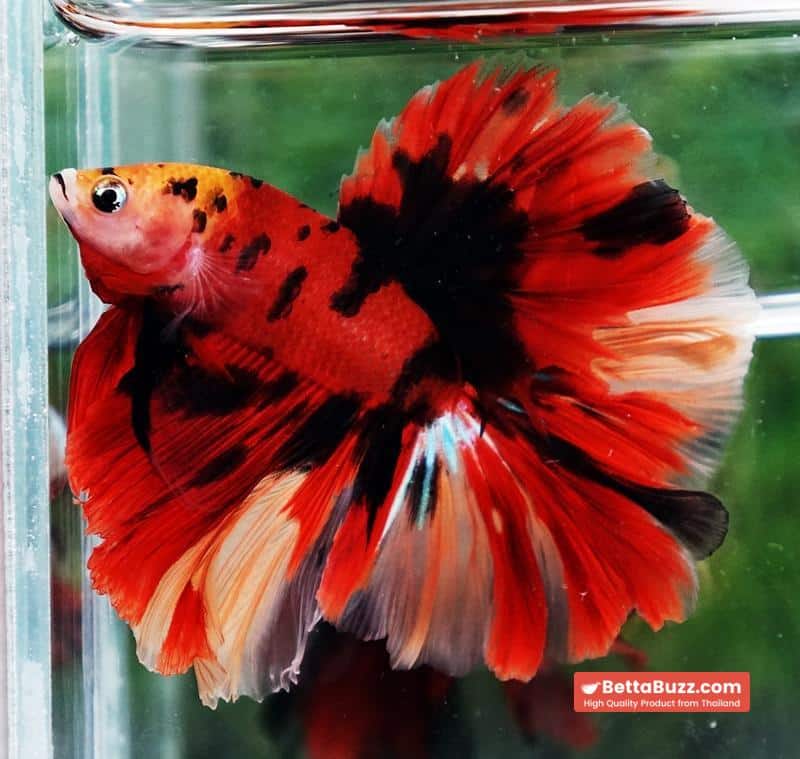 Betta fish Red Tiger Nemo Koi OHM - Image 3