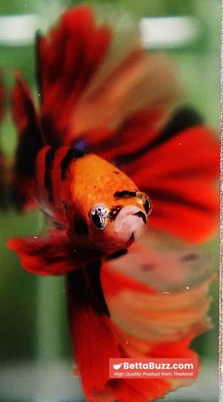 Betta fish Red Tiger Nemo Koi OHM - Image 7