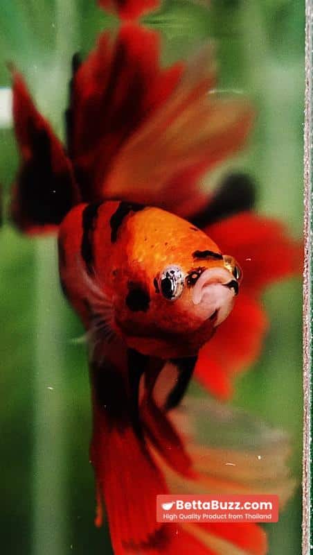 Betta fish Red Tiger Nemo Koi OHM - Image 8