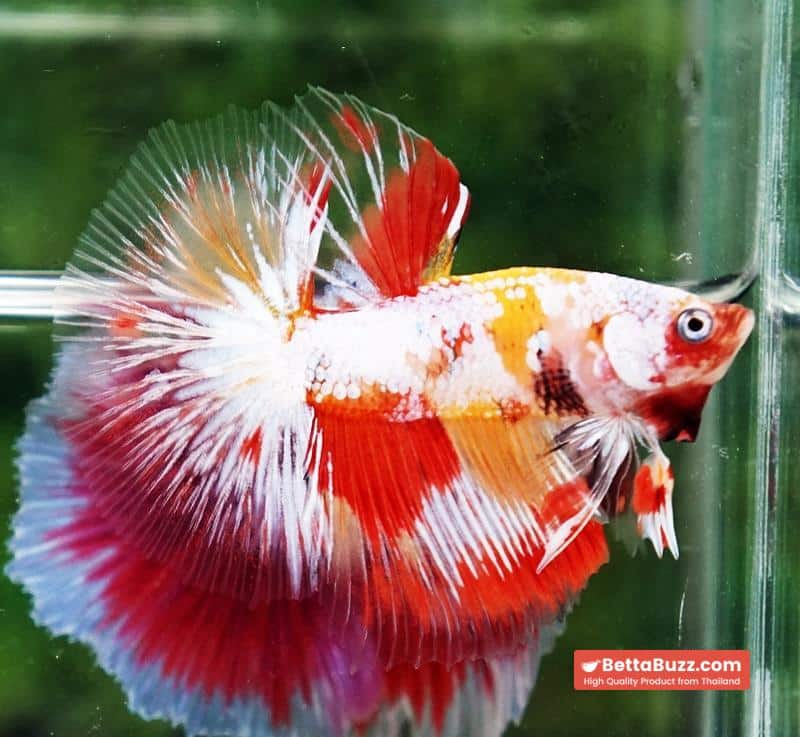 Betta fish Prince of Tuxido Nemo OHM - Image 3