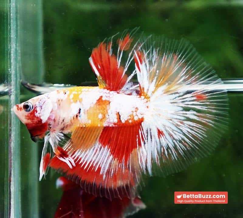 Betta fish Prince of Tuxido Nemo OHM - Image 2