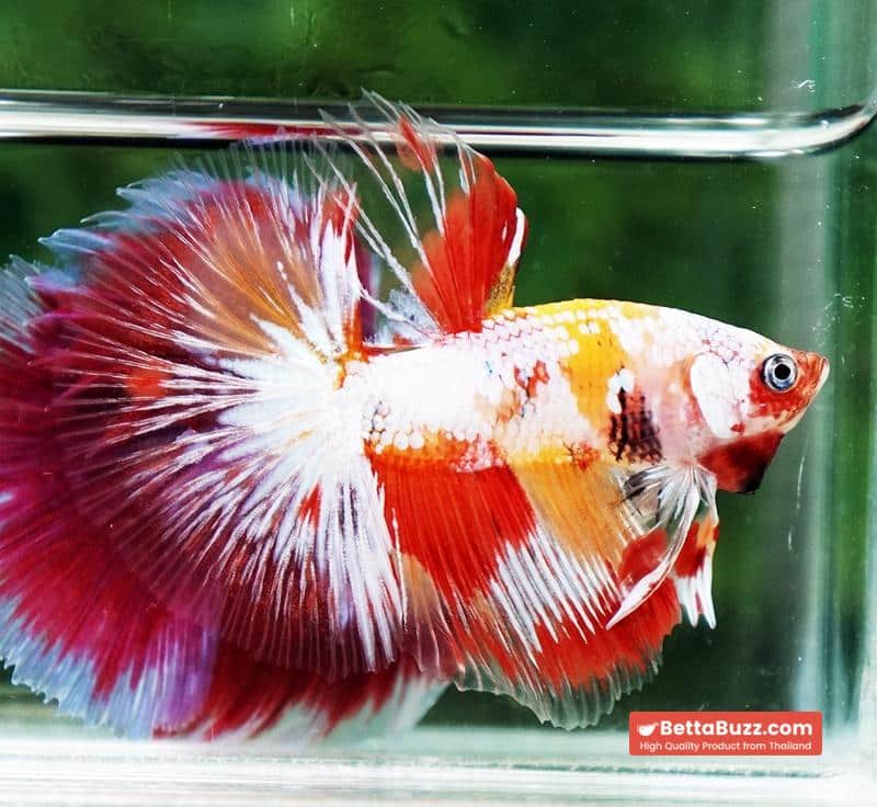 Betta fish Prince of Tuxido Nemo OHM - Image 5