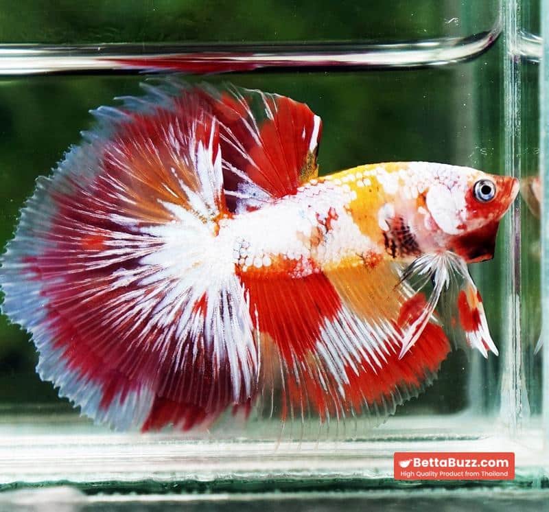 Betta fish Prince of Tuxido Nemo OHM - Image 7