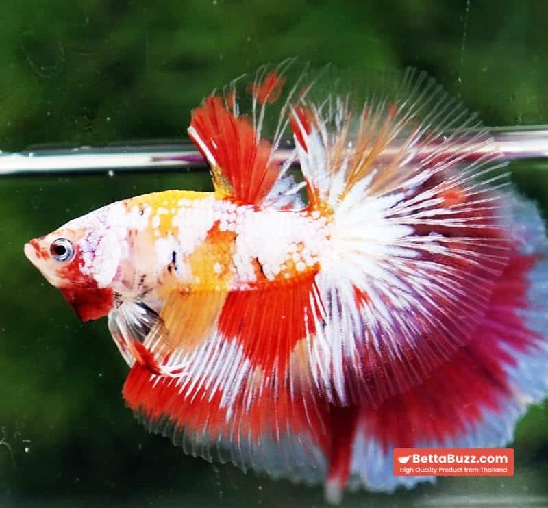 Betta fish Prince of Tuxido Nemo OHM - Image 4