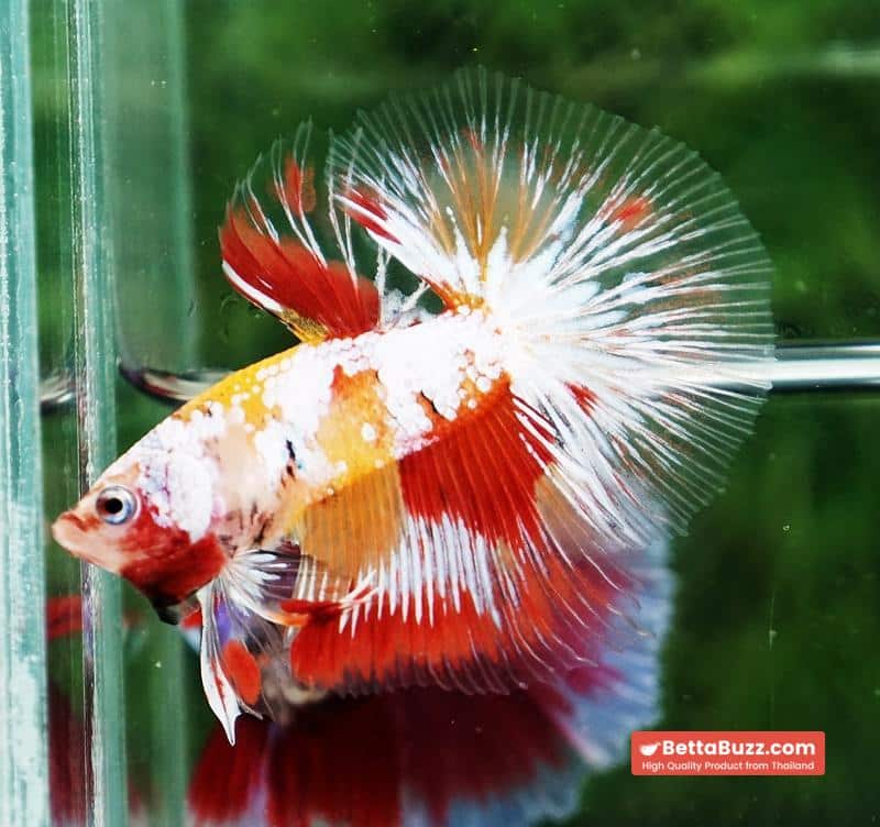 Betta fish Prince of Tuxido Nemo OHM - Image 6