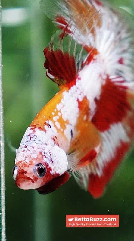 Betta fish Prince of Tuxido Nemo OHM - Image 8