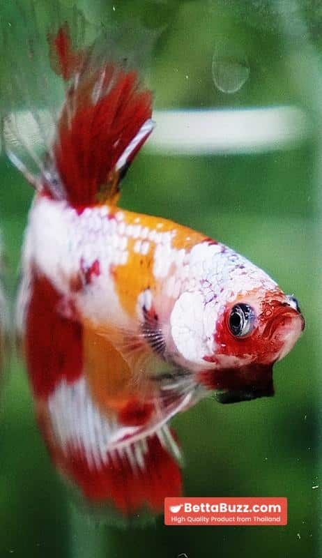 Betta fish Prince of Tuxido Nemo OHM - Image 9