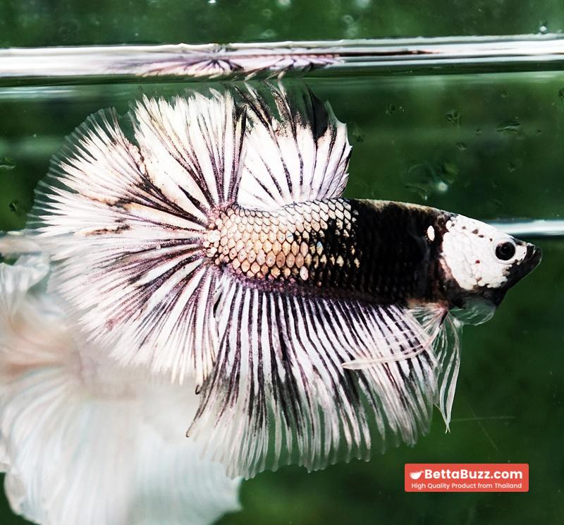 Betta fish The Angle Copper Warrior Full Helmet Samurai HM (Rare) - Image 6