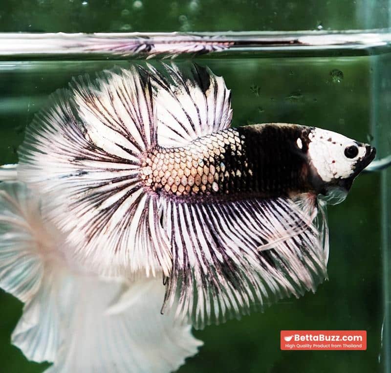 Betta fish The Angle Copper Warrior Full Helmet Samurai HM (Rare) - Image 4