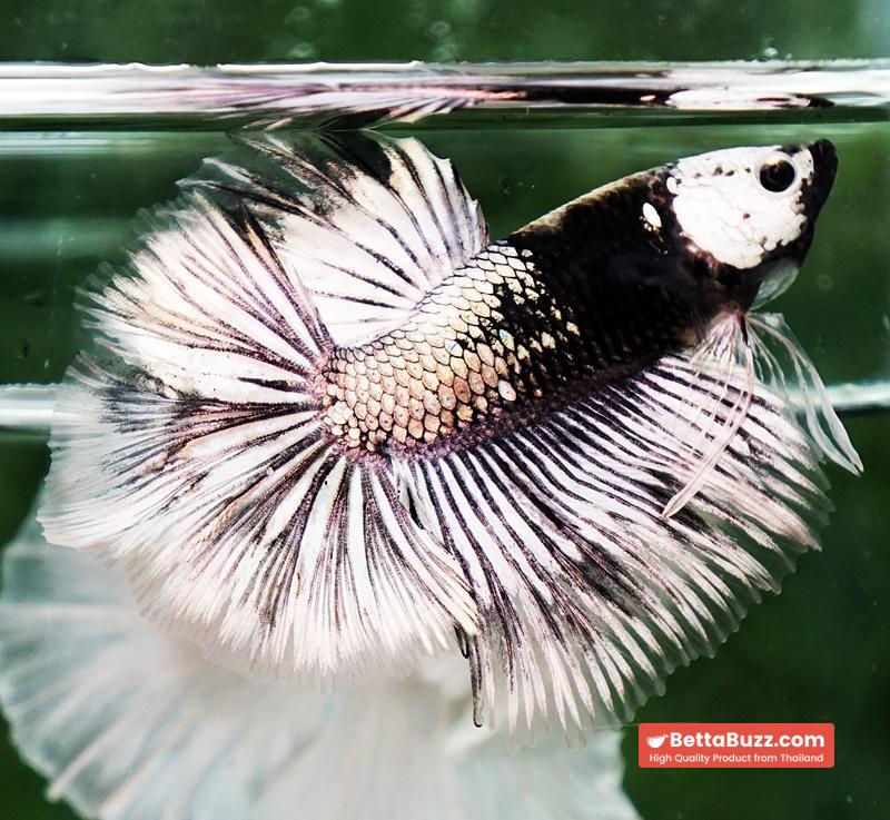 Betta fish The Angle Copper Warrior Full Helmet Samurai HM (Rare) - Image 2