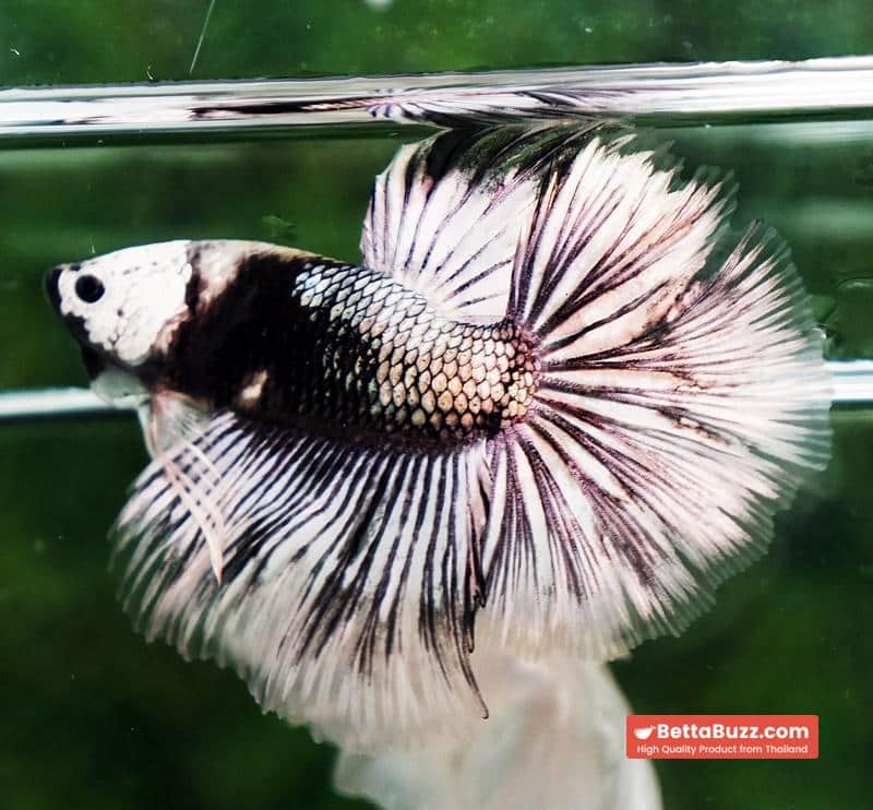 Betta fish The Angle Copper Warrior Full Helmet Samurai HM (Rare) - Image 3