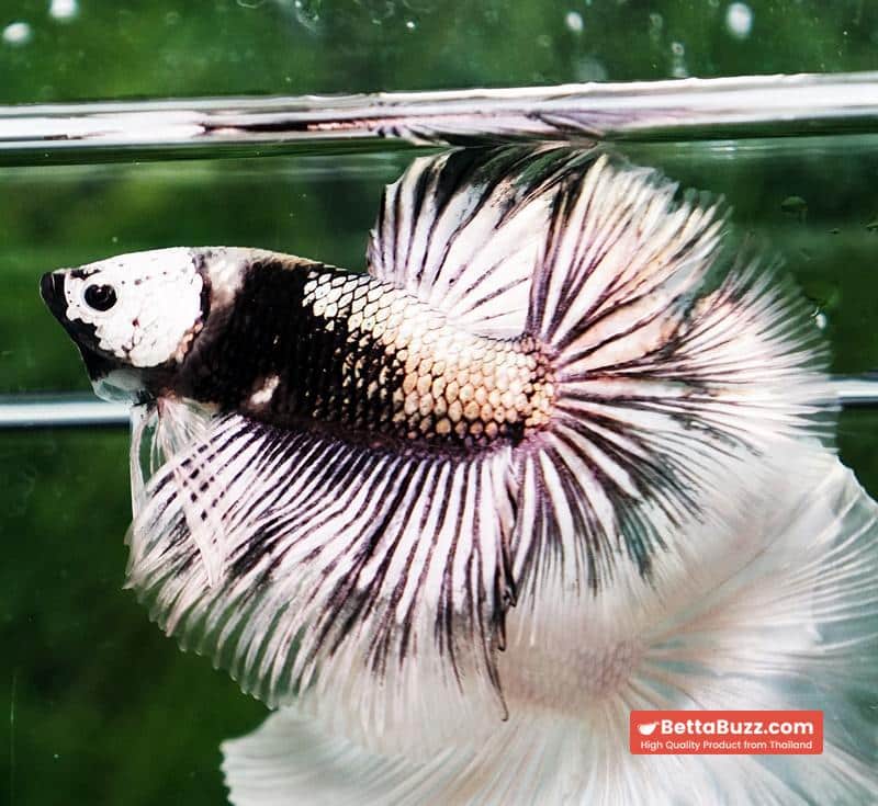 Betta fish The Angle Copper Warrior Full Helmet Samurai HM (Rare) - Image 7