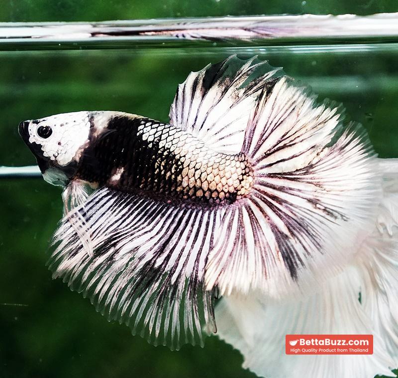Betta fish The Angle Copper Warrior Full Helmet Samurai HM (Rare) - Image 5