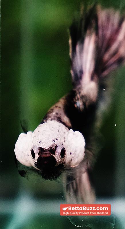 Betta fish The Angle Copper Warrior Full Helmet Samurai HM (Rare) - Image 9