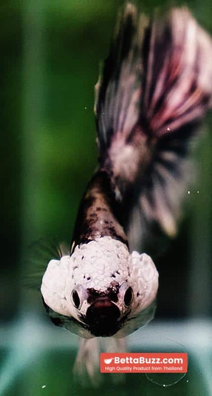 Betta fish The Angle Copper Warrior Full Helmet Samurai HM (Rare) - Image 10