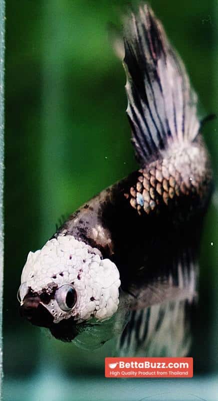 Betta fish The Angle Copper Warrior Full Helmet Samurai HM (Rare) - Image 11