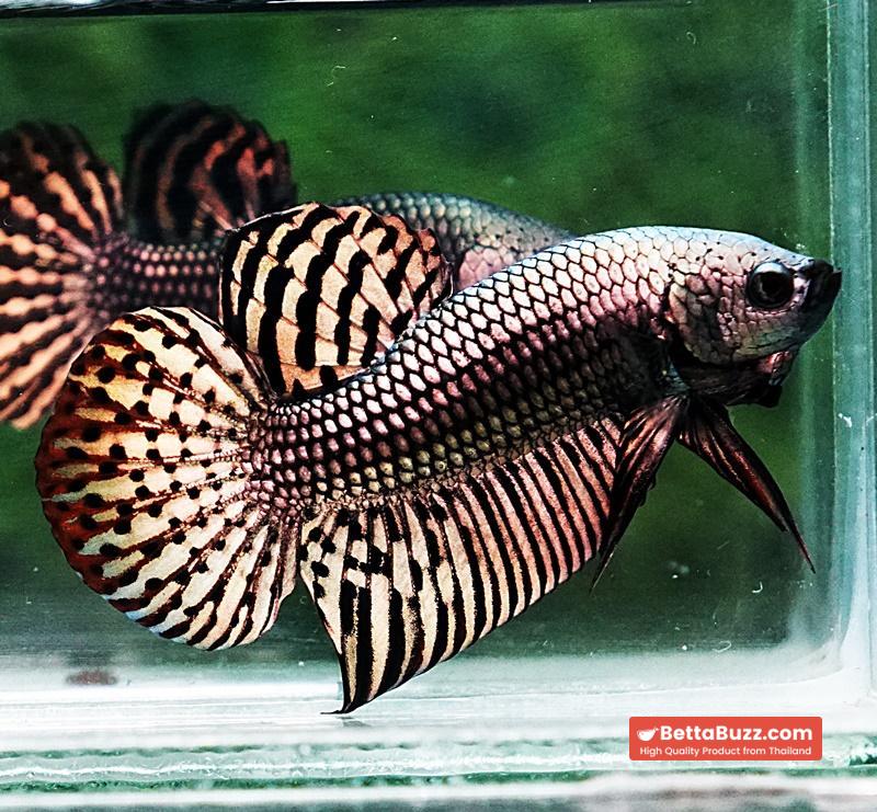 Betta fish Wild Hybrid Tiger Copper Gold Series - Image 2