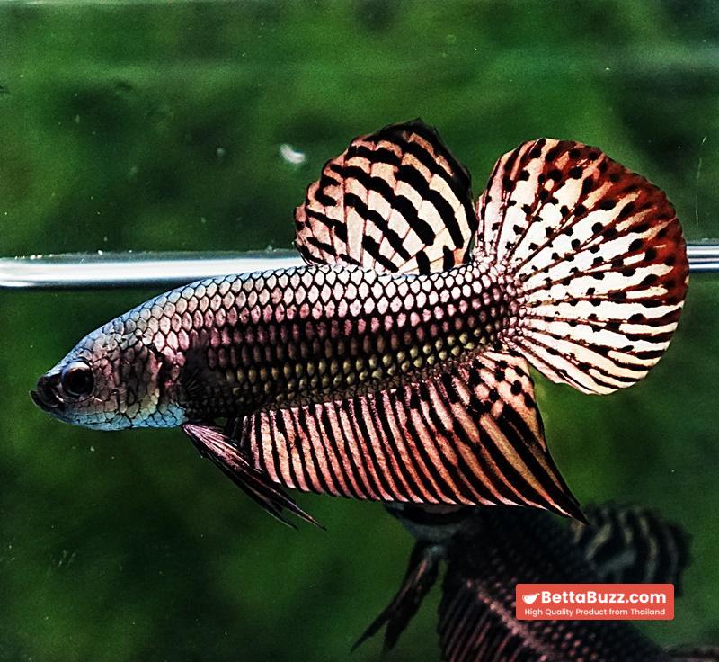 Betta fish Wild Hybrid Tiger Copper Gold Series - Image 5