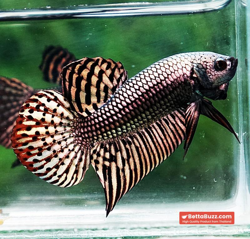 Betta fish Wild Hybrid Tiger Copper Gold Series - Image 6