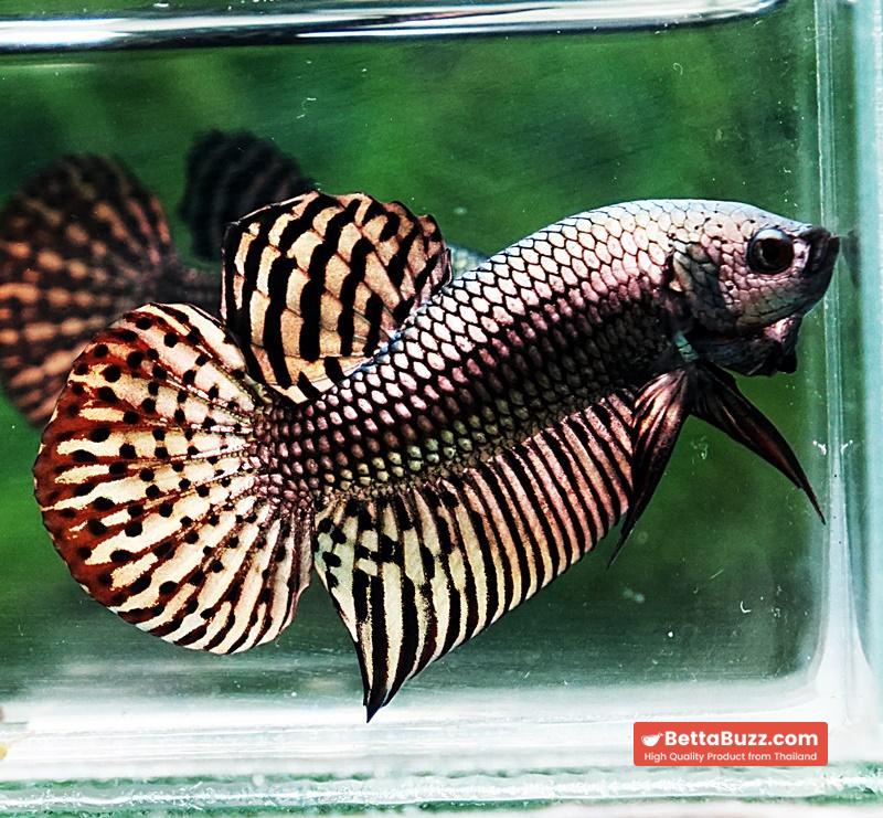 Betta fish Wild Hybrid Tiger Copper Gold Series - Image 4
