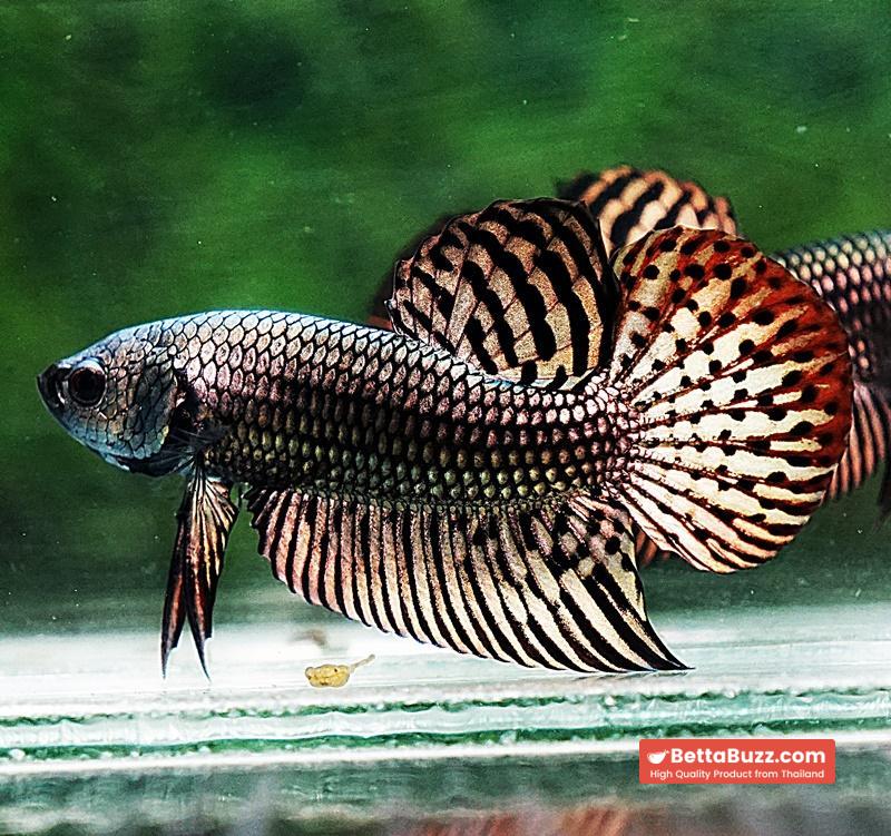 Betta fish Wild Hybrid Tiger Copper Gold Series - Image 3