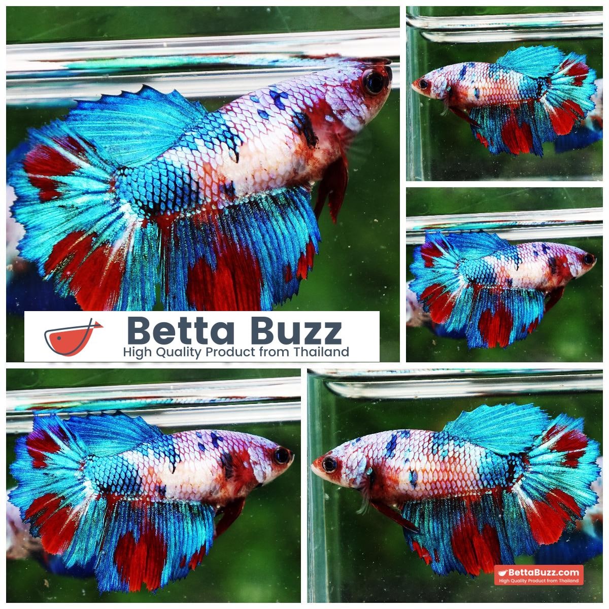 Betta fish Female Princes Magical Marble (HM)