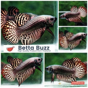 Betta fish Wild Hybrid Tiger Copper Gold Series