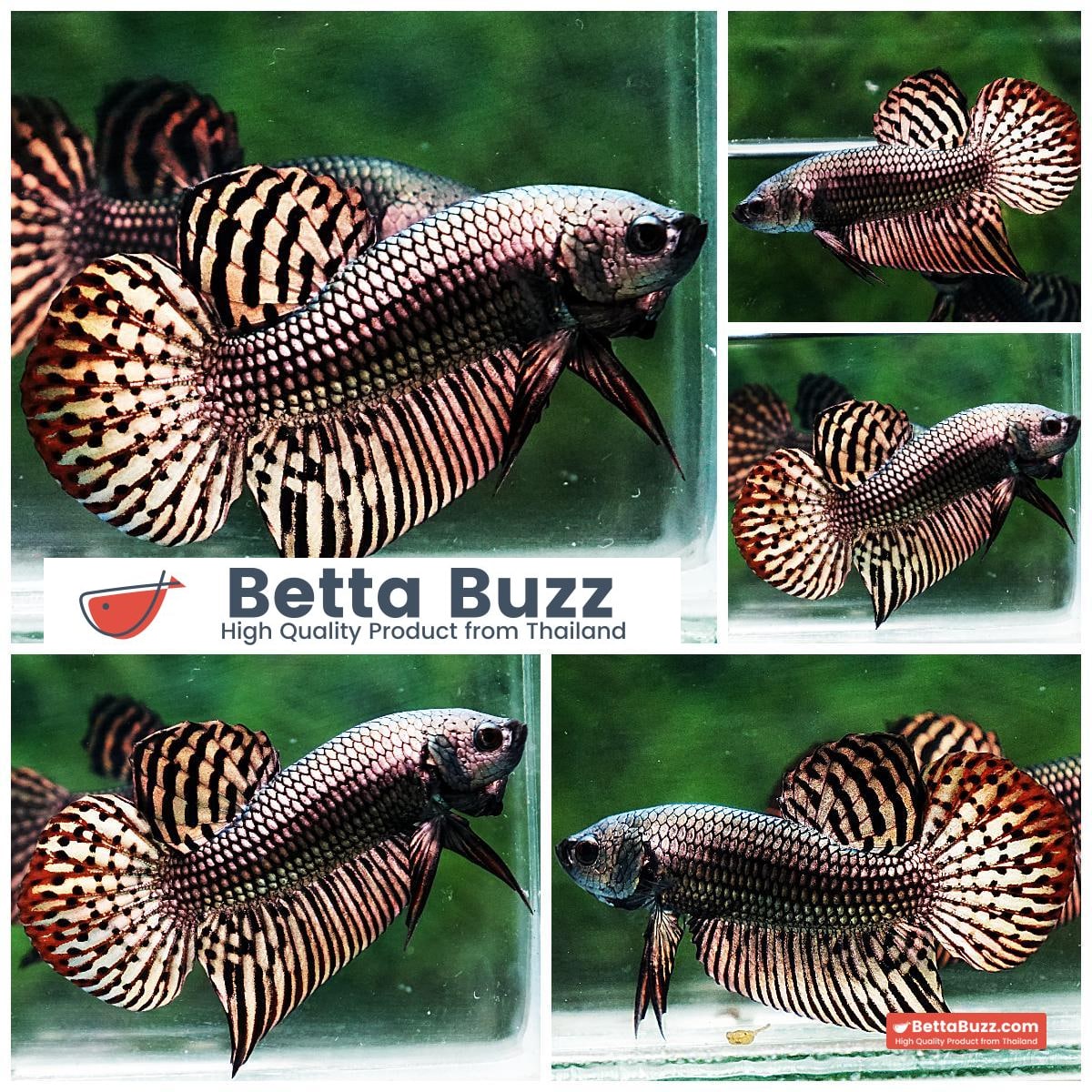 Betta fish Wild Hybrid Tiger Copper Gold Series