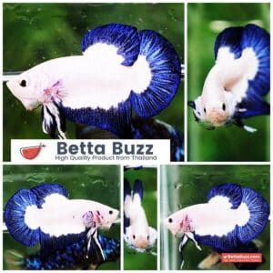 Betta fish HMPK Blue Rim Marble