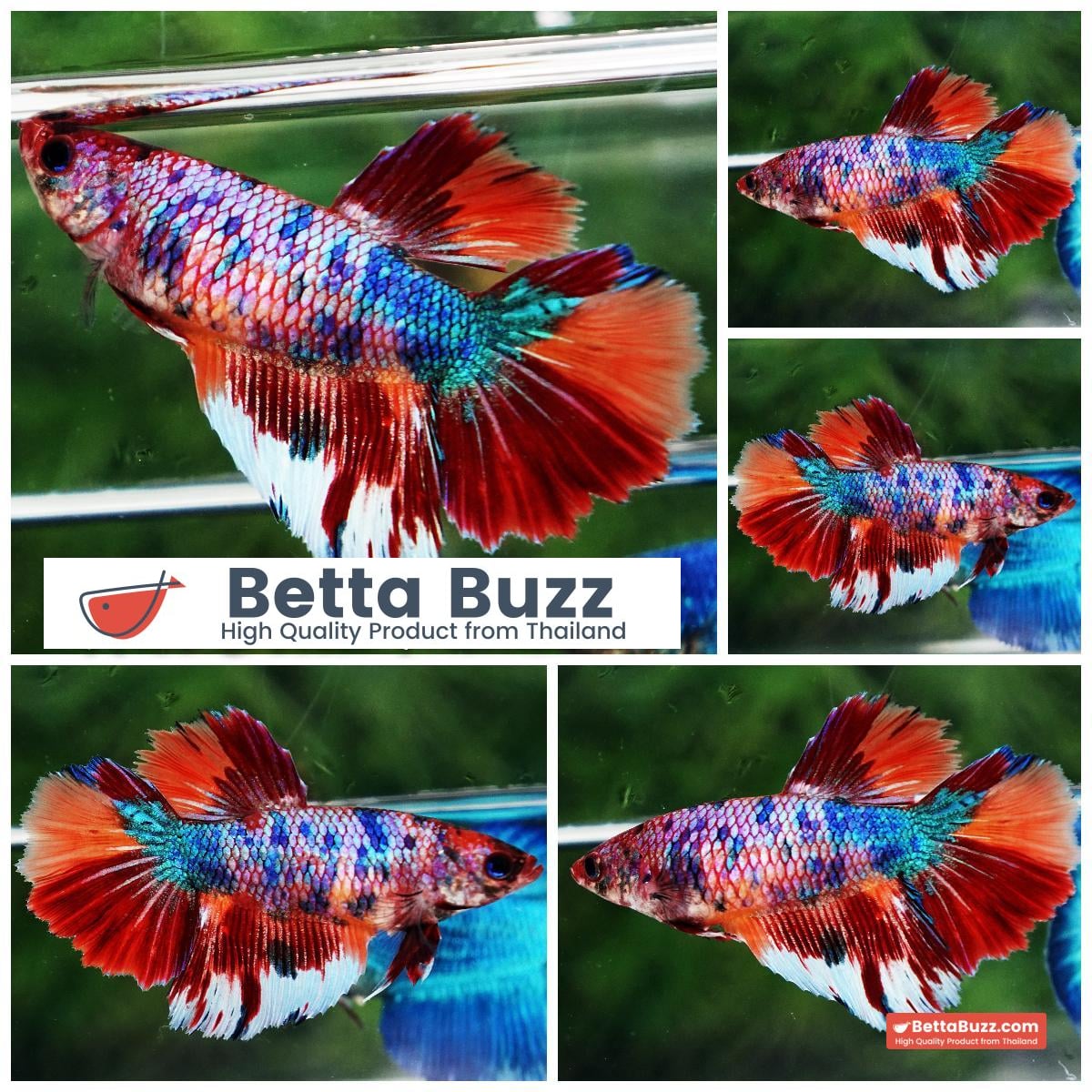 Betta fish Female HM Siam Multicolor Candy Nemo