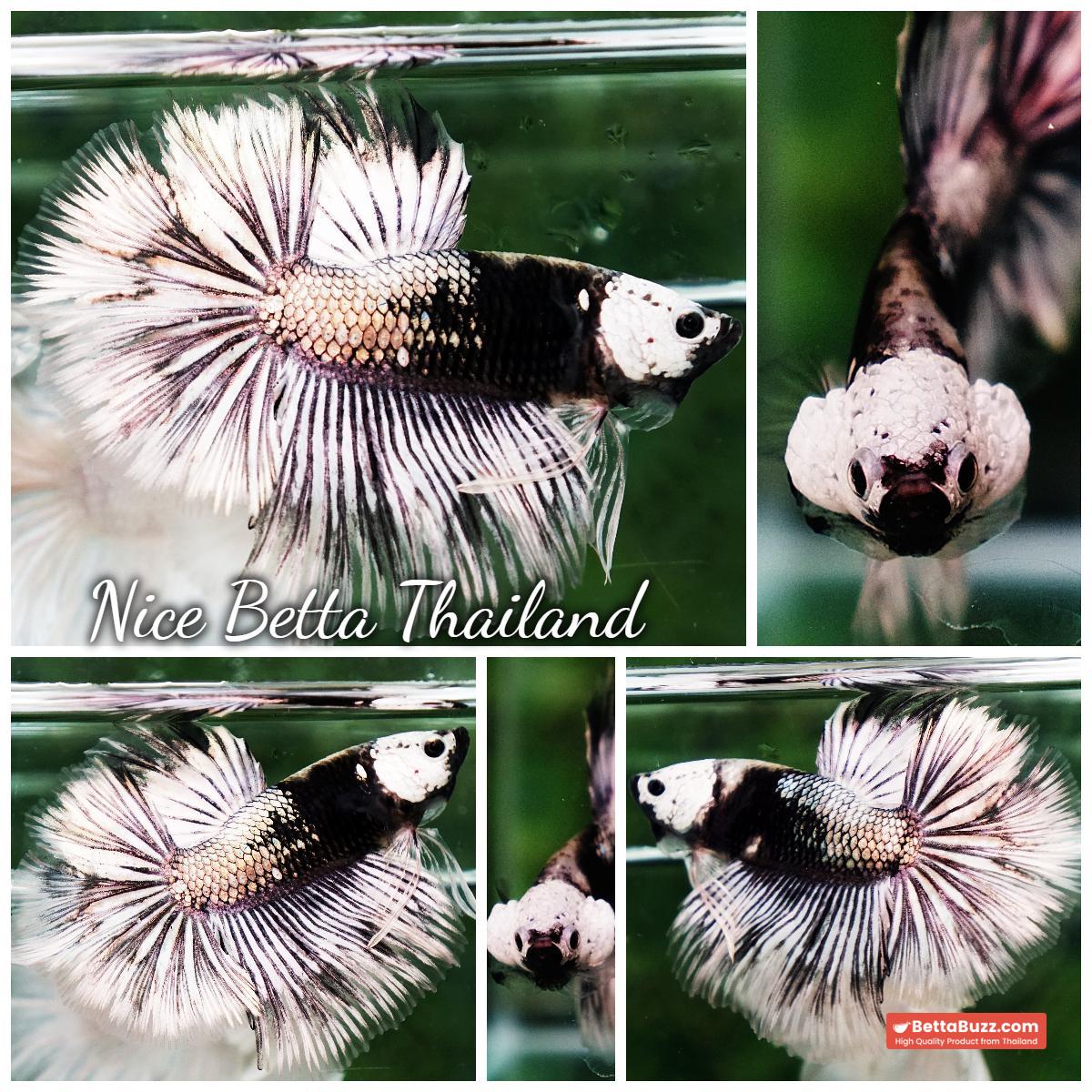 Betta fish The Angle Copper Warrior Full Helmet Samurai HM (Rare) - Image 8