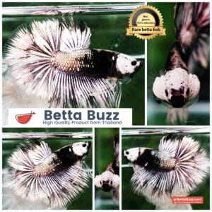 Betta fish The Angle Copper Warrior Full Helmet Samurai HM (Rare)